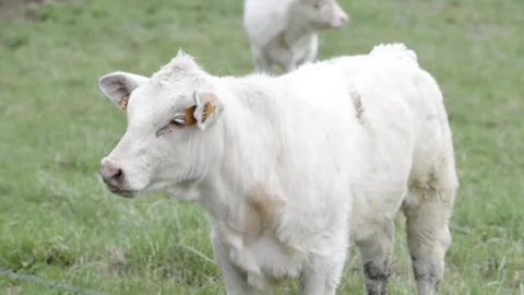 Portrait of a young white calf Stock Footage 236751622