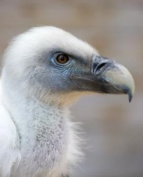 Portrait of a young white vulture Stock Photos
