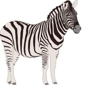 Portrait of a  Zebr Stock Illustration