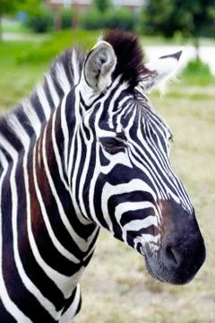 Portrait of a zebra with beautiful. Muzzle close up. Foto stock