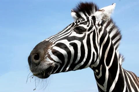 Portrait of a zebra with beautiful. Muzzle close up. Foto stock