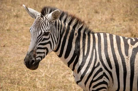Portrait of a zebra close up Stock Photos