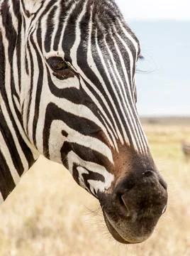 Portrait of a Zebra An up close view of the face of a zebra inside the Ngo... Stock Photos