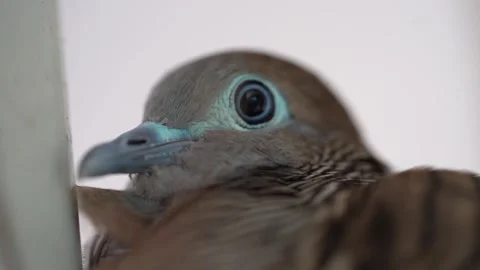 Portrait Of A Zebra Dove Nesting Isolated On White Blurry Background. - Stock Footage 171301518