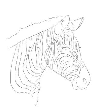Portrait of zebra drawing lines, vector Illustrazione stock