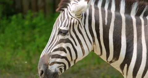 Portrait of zebra Stock Footage 141584982