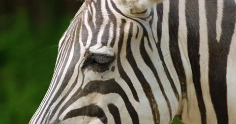 Portrait of zebra Stock Footage 141585034