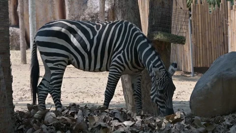 Portrait of a zebra 스톡 동영상 265397513