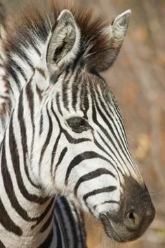 Portrait of zebra Stock Photos