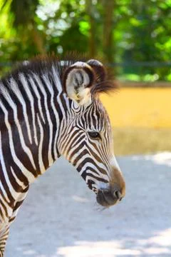 Portrait of zebra Stock Photos