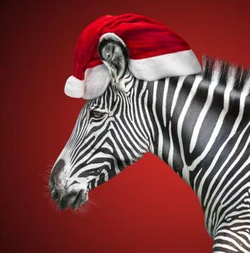 Portrait of zebra Stock Photos