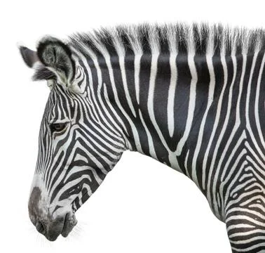 Portrait of zebra Stock Photos