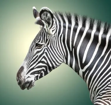 Portrait of zebra Stock Photos