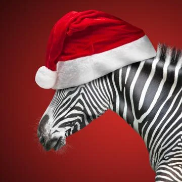 Portrait of zebra Stock Photos