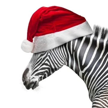 Portrait of zebra Stock Photos