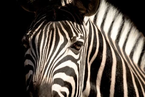 A portrait of a Zebra Fotos Stock
