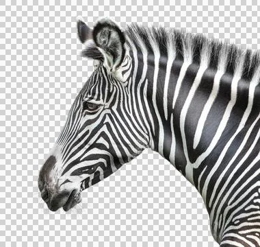 Portrait of zebra Stock Photos