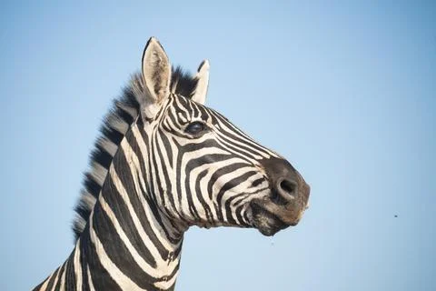 Portrait of a zebra Stock Photos