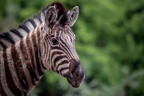 Portrait of zebra Stock Photos