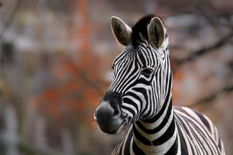 Portrait of zebra Stock Photos