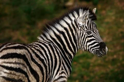 Portrait of zebra Stock Photos