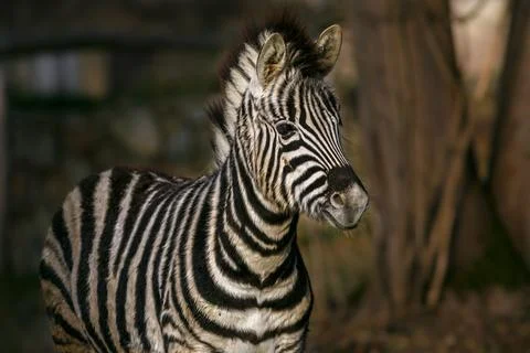 Portrait of zebra Stock Photos