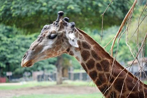 Portrait of a ziraffe Stock Photos