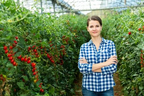 Portraite of positive woman harvests ripe red cherry tomatoes Stock Photos
