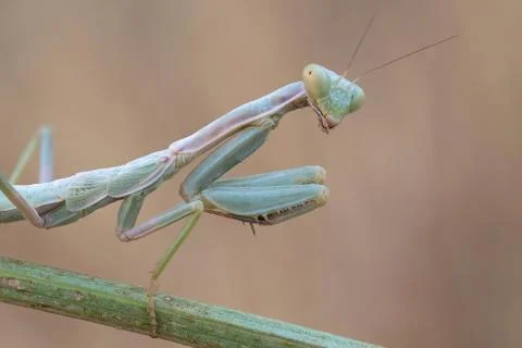 Portrati of a Mantis Stock Photos