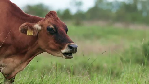 Portraying traditional cattle farming, natural livestock husbandry. Vídeos de archivo 344124962