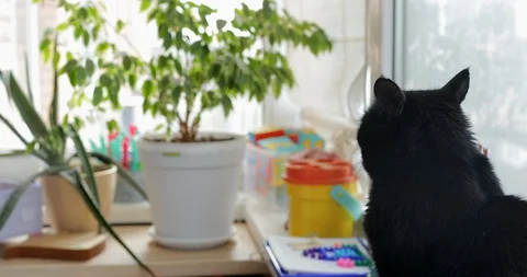 Portrit of black cat Stock-Footage 129837833