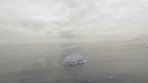 Portugiese Man o war split level, HD 96fps Video stock 83708452