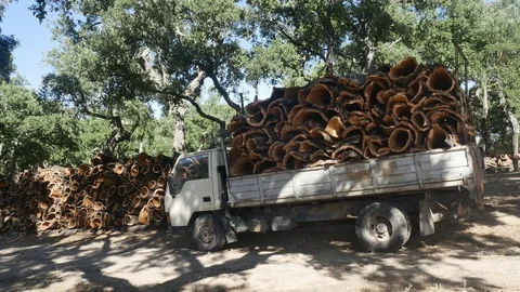 Portuguese cork Worker Stock Footage 96583577