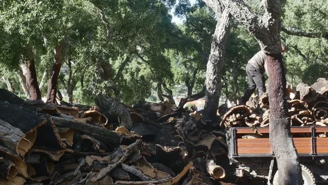 Portuguese cork Worker Stock Footage 96583611