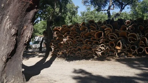 Portuguese cork Worker 스톡 동영상 96751602