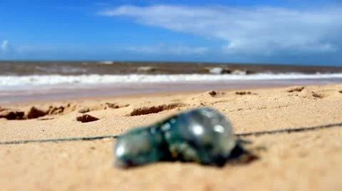 Portuguese man of war Video stock 22193624