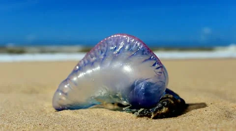 Portuguese man of war two views Stock Footage