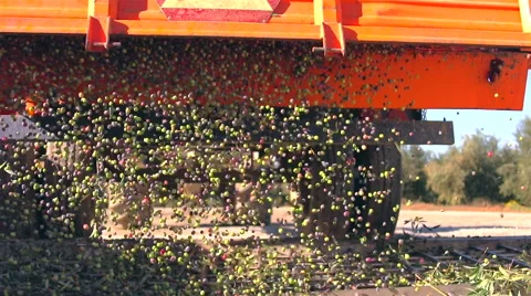 Portuguese olive oil industry. Vídeo Stock 63396472