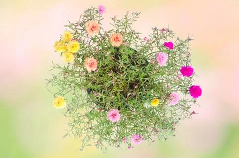 Portulaca flower Stock Photos