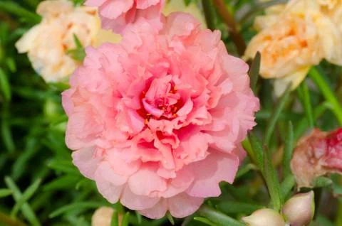 Portulaca flower Stock Photos