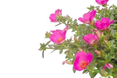 Portulaca flower Stock Photos