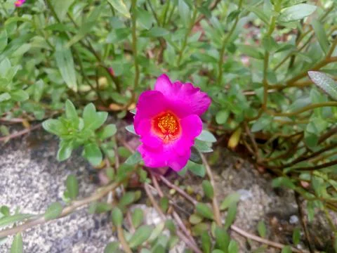 Portulaca Flower Stock-Fotos