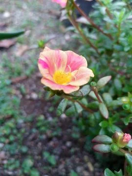 Portulaca flower Stock Photos