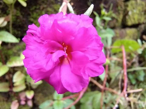 Portulaca flower Stock Photos