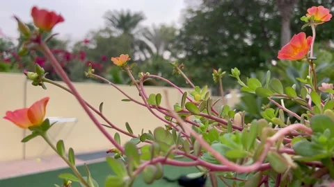 Portulaca Flower on the wind wall on background Video stock 228209863
