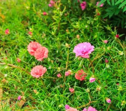 Portulaca flowers Stock Photos