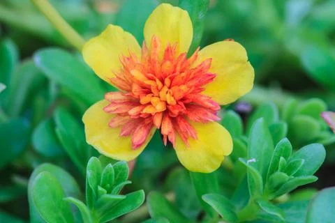 Portulaca flowers Stock Photos