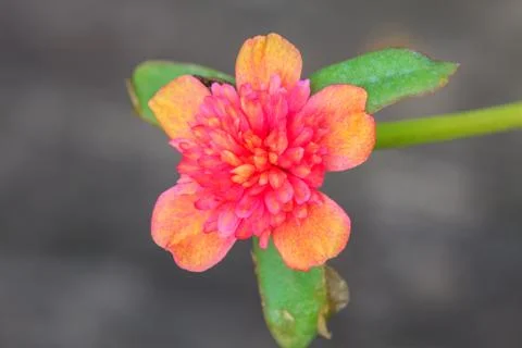 Portulaca flowers Foto stock