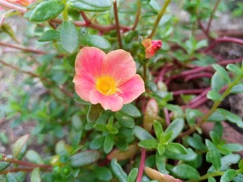 Portulaca flowers Stock Photos