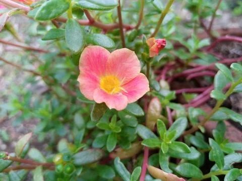 Portulaca flowers Stock Photos